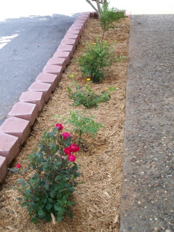 City Hall Flower Bed